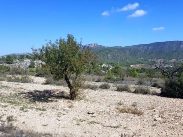 Land in Monovar (Ref: 1377)