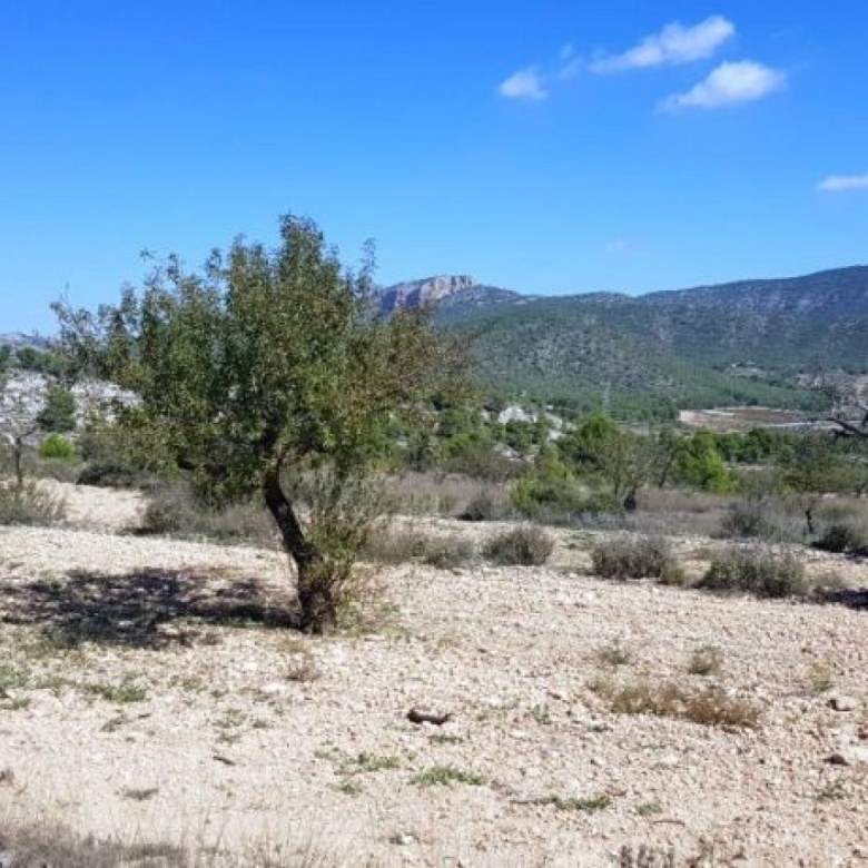 Land in Monovar (Ref: 1377)