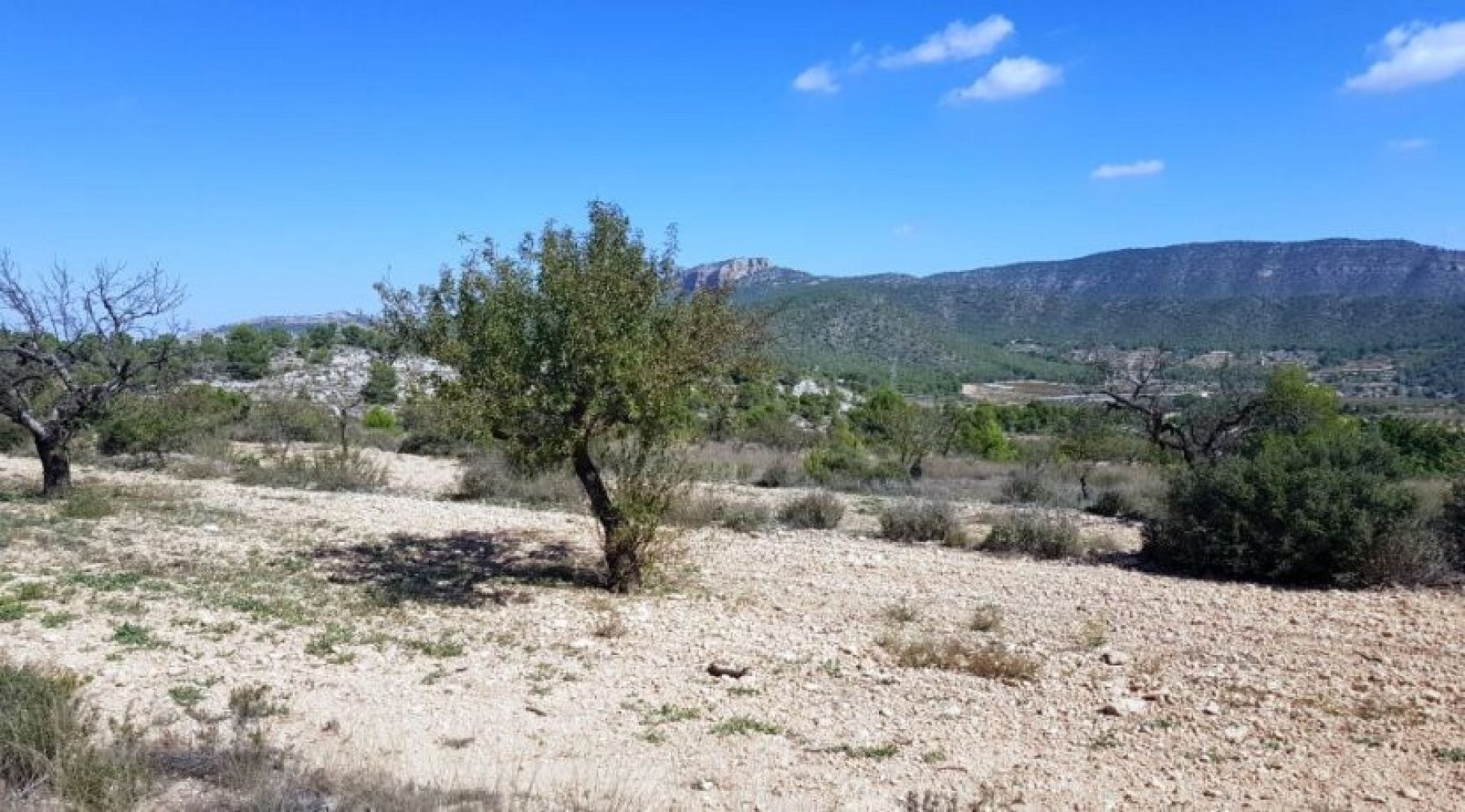 Land in Monovar (Ref: 1377)