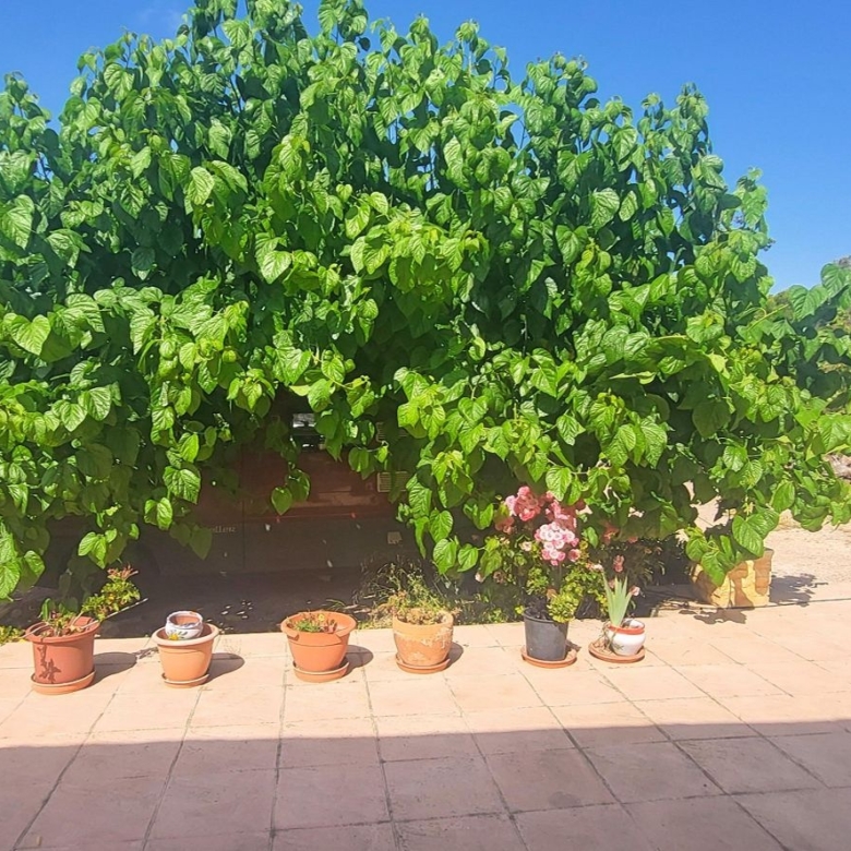 Villa in Hondón de las Nieves (Ref: 2502)